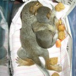 baby squirrels being rescued