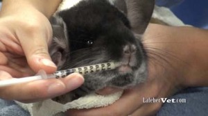 Emeraid, exotic, critical care nutrition