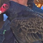 turkey vulture