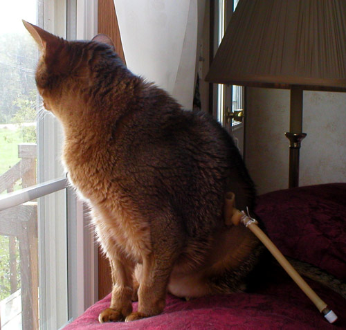  emeraid recover nutrition, critical illness 