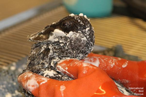 International Bird Rescue volunteer washing female surf scoter