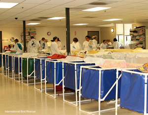 Contaminated bird area at the International Bird Rescue San Francisco Bay Center 