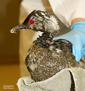 Horned grebe