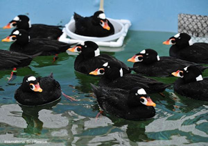 International Bird Rescue San Francisco Bay Center pool full of surf scoter ducks 