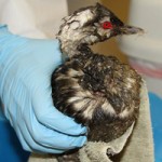 Rebecca Duerr testimonial