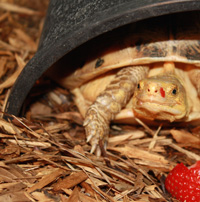 Sheena Koeth, Turtle Survival Center Veterinary Care Manager testimonial