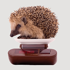hedgehog on scale