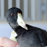 coot with black feathers and white beak looking at the camera
