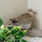 dove in a corner, plants in foreground