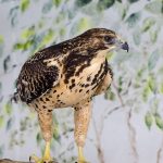 Hawk standing on a branch