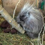 porcupine surrounded by wood
