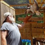 A young osprey perches on a man's gloved hand.
