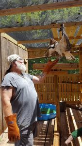 A young osprey perches on a man's gloved hand.