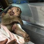 injured monkey wrapped in blanket