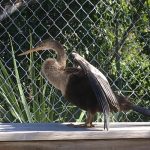 anhinga