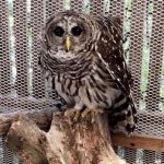 owl on a branch