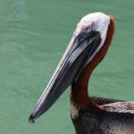 brown pelican
