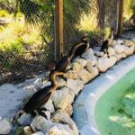 Double crested Cormorants standing on rocks next to a man-made shallow pool