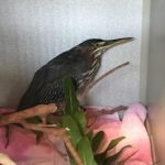 green heron on a blanket