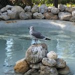 laughing gull on rocks