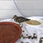 ruddy turnstone bird standing at a large water bowl