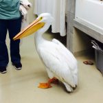 American White Pelican standing inside the rehabilitation center