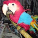 scarlet macaw with bandaged wing on a perch
