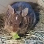 A rabbit sitting hay eating some greens.