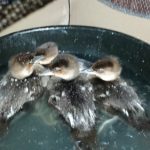 four merganser ducklings in a tub of water