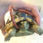 tortoise with tube for feeding