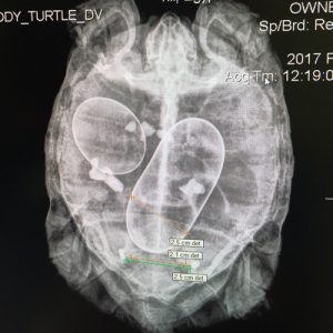 x ray of egg bound tortoise