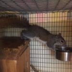 eastern gray squirrel eating