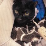 Geraldine rescue cat