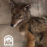 a coyote looks straight into the camera against a wall