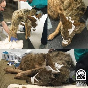 collage of coyote in bandages being helped