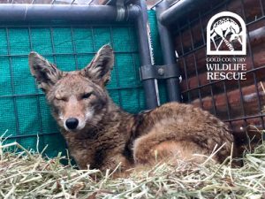 coyote laying down in an outdoor cage