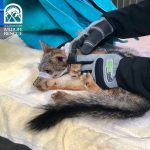 Fox with bandages around snout, hands feeling its neck