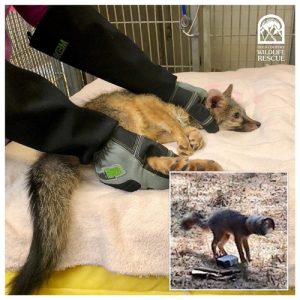 fox laying down on bad, inset image of fox in wild with head stuck in jar