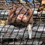 A mink resting its head and looking straight into the camera