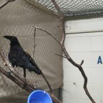 raven in an enclosure on a branch