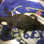 large monitor lizard on a towel
