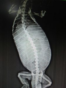 x-ray of monitor lizard with eggs inside