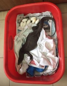 monitor lizard in red tub with eggs and blanket