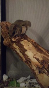 flying squirrel on branch