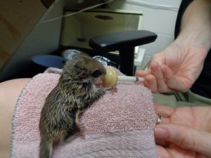 flying squirrel