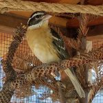 Grosbeak on a perch