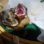 Baby grosbeak with open mouth for feeding
