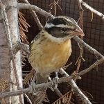 Grosbeak on a branch