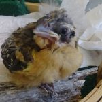 Close-up of a grosbeak