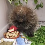 porcupine eating